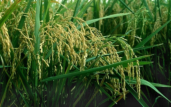 大米除了吃還能做什么？造電池