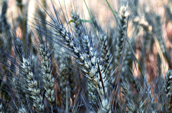 特斯拉：中國“黑雨”催生“綠色環保”車復興