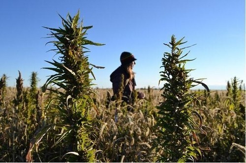 大麻可用來制造廉價電池 供平板電腦等移動設備使用（圖片來自engadget）