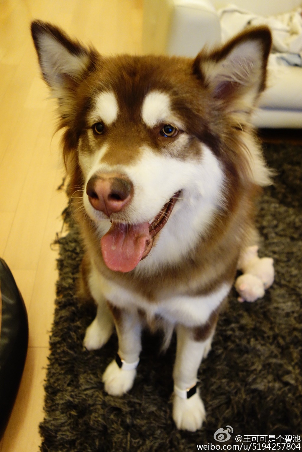 王思聰如此任性給寵物狗戴兩只蘋果金表   王健林知道嗎？