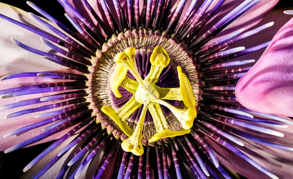 美到爆炸!蘋果Apple Watch巨幅玻璃廣告來了 美到爆炸!蘋果Apple Watch巨幅玻璃廣告來了