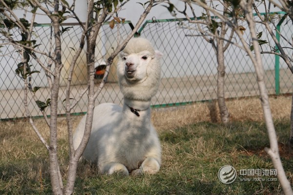 海德新能汽車廠區萌寵