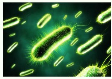 美國(guó)研發(fā)出可持久供電的細(xì)菌太陽(yáng)能電池 傳統(tǒng)光伏發(fā)電方式或被顛覆？