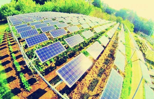 政策加碼光伏農業 或成產業新興藍海