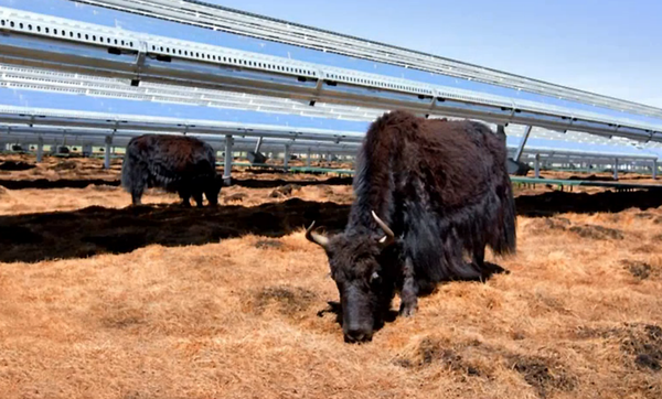 蘋果公司借力40兆瓦光伏電站 零售店電力達(dá)到碳中和