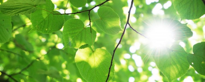 科學家團隊新發現:葉脈結構可以延長電池壽命 科學家團隊新發現:葉脈結構可以延長電池壽命