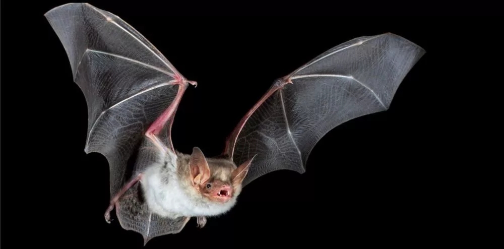 特斯拉德國超級工廠或推遲建造 因其可能危害瀕危蝙蝠