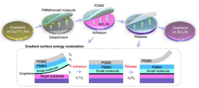 晶圓級(jí)石墨烯等二維材料的梯度表面能調(diào)控轉(zhuǎn)移方法